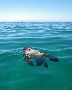 Surfing