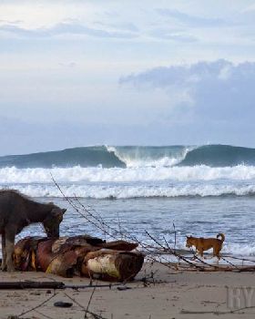 Surfing