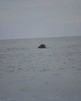 Whales 027