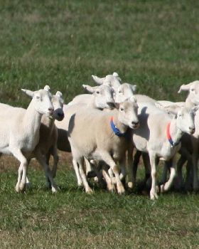 Border Collie sheepdog trial