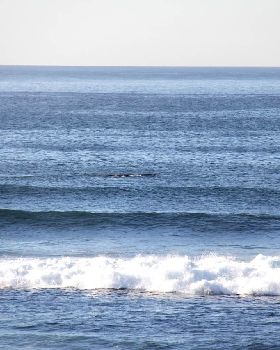 Surfing