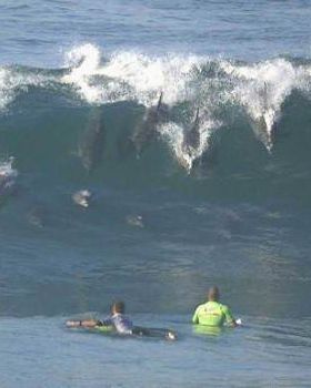 DolphinFleet Jbay-580x348