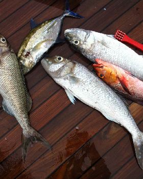 Fish2