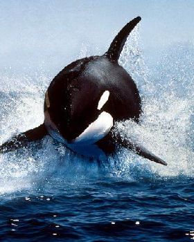 killer-whale 591 600x450