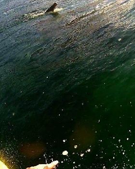 Surfing