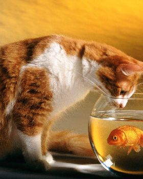 Going Fishing