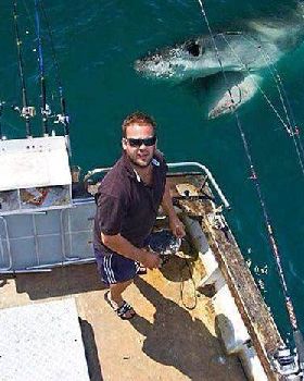shark