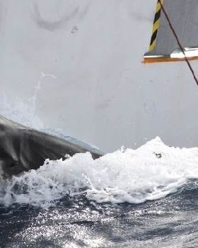 Tiger shark
