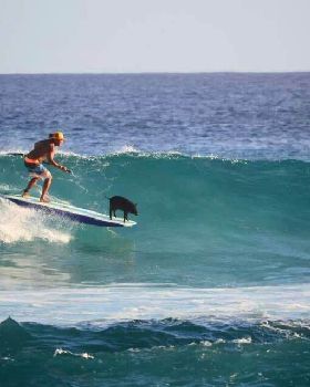 Surfing