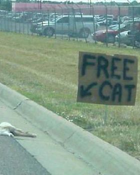 free-cat