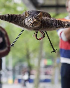 Helicat +Bart+Jansen+from+Netherlands+made+his+dead+cat+that c6d1d5 3760235