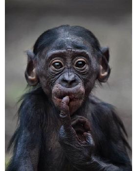 sad-baby-ape 1880352i