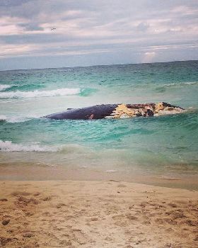 whale beach