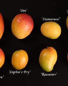 Mangos-mangos-676186 500 333