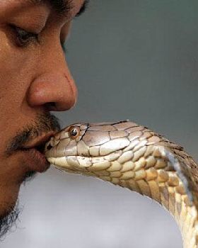 Cobra