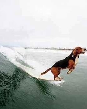 SURFING-DOG-COLLARS-SPORTSDOGID