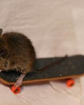 Hang-Ten-Skate-Mouse