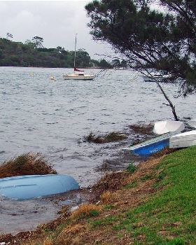 The dingy tree