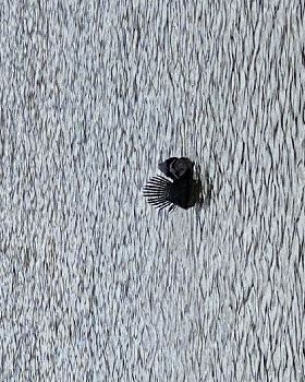 Unidentified swimming bird