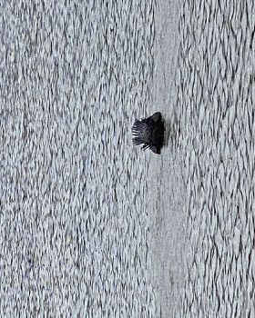 Unidentified swimming bird