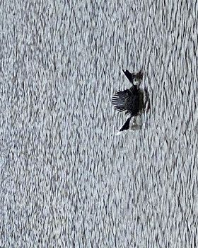 Unidentified swimming bird