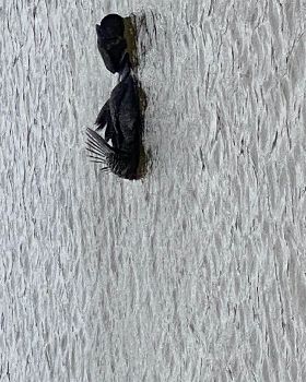 Unidentified swimming bird