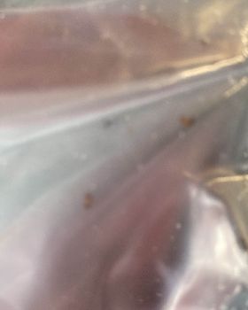 Fire Ants in Bladder