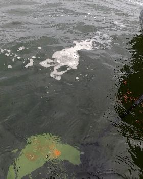 Image4