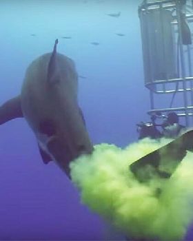 shark-shit