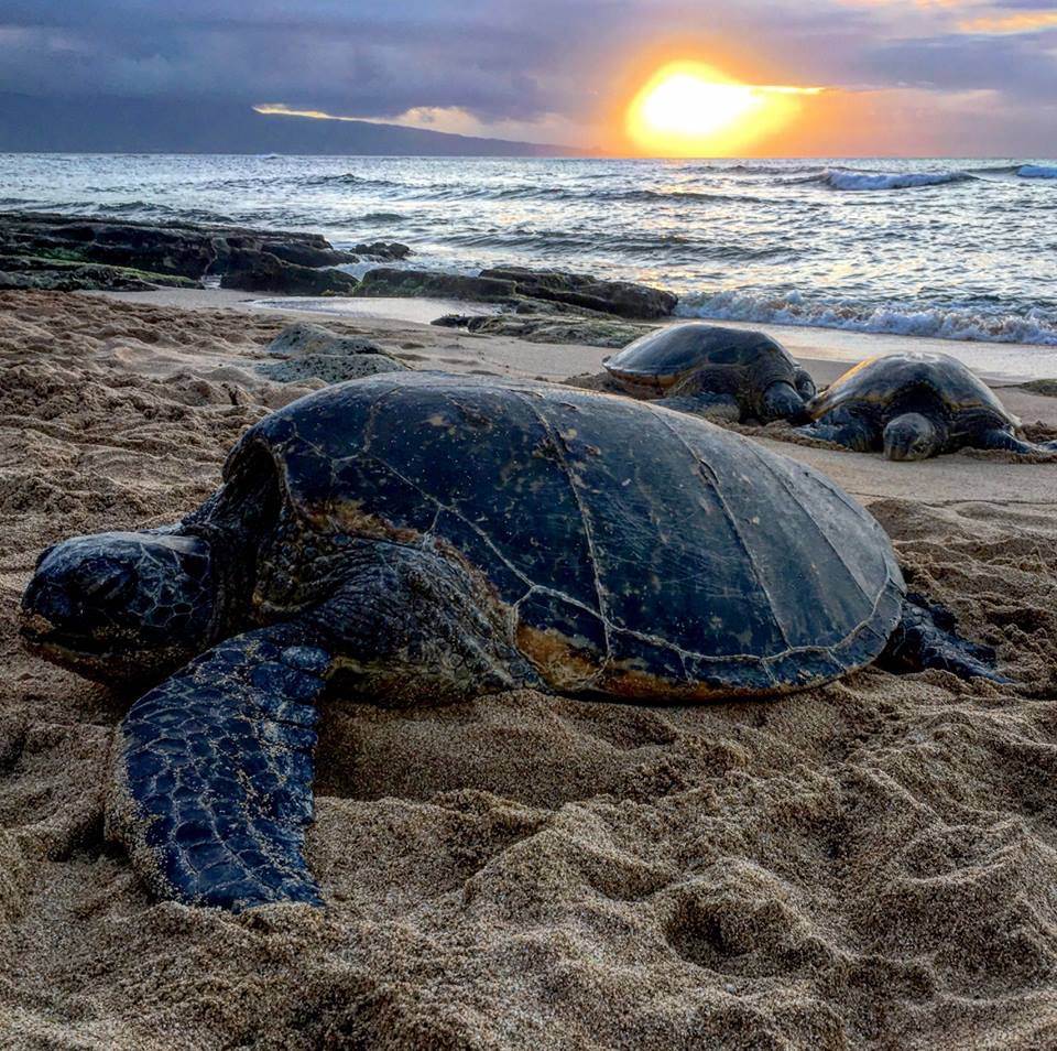thumb 19424004 10158935408765215 2343670087429963251 n 1024