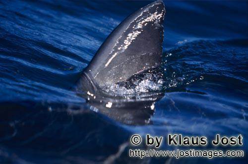 A-Great-White-Shark-Carcharodon-carchariasright-beneath-the-water