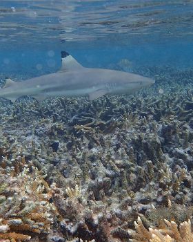 Cocos Lagoon Crossing 2015