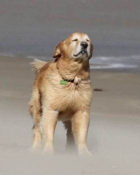 Dog yoda