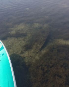 Primbee Submerged Sleeper 1