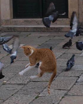 That puts a cat amongst the pigeons