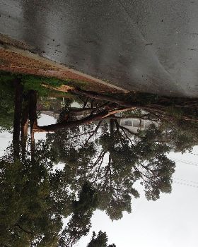 Tree down