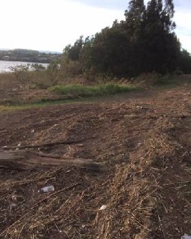 Primbee after the king tide