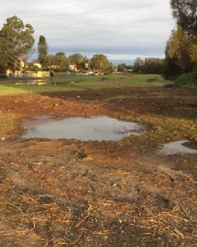 Primbee after the king tide