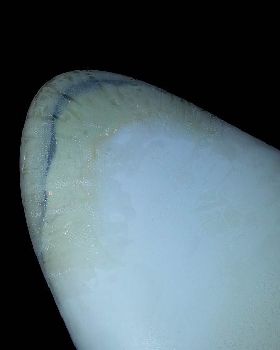 5 sanded