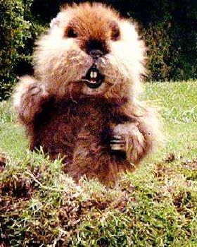 Caddyshack