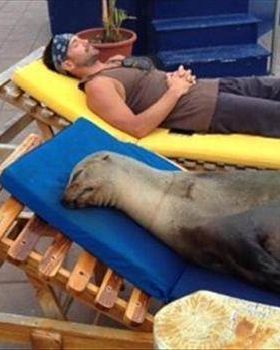 seal-funny-beach-pictures