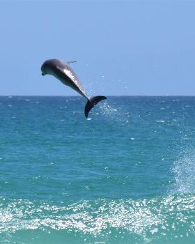 Marti Dolphin Encounter