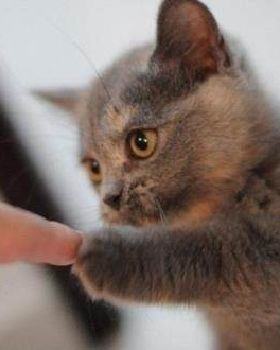 Fist-bump-by-kitten