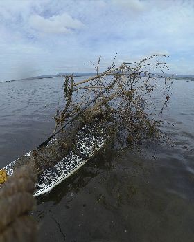 Cleaning Lake Illawarra