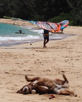 Windsurfing