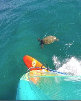 Windsurfing