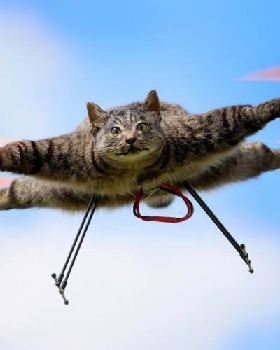 cat drone