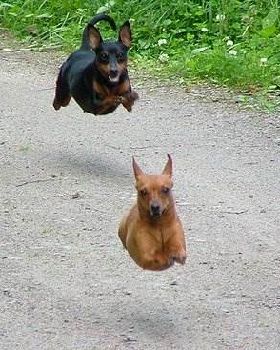 flying dog frenzy
