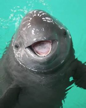 porpoise-02