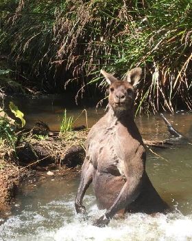 Kangaroo